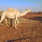 عشرا رمانيه مع قعودها للبيع
