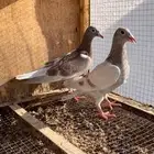 طبات زاجل سباق حمر