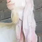 تيس مطور ابرص
