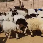 بهم نعيم هرفي مفاطيم