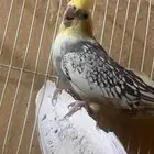 جوز كروان