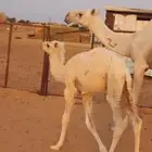 عشرا وضحا تحتها قعود للبيع