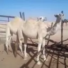 بكرتيتن باتليات 10 شهور