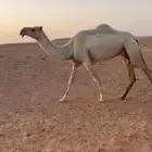 ضريبه وضحاء