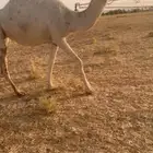 بكر لقحه تو دخلت ثنيه