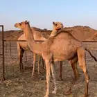 بكره مفروده جاهزه للتدريب