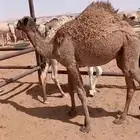 قعودين بريات طايشه