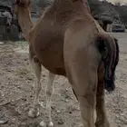 بعير حمر ساحلي
