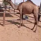 قعود قصب مفرود