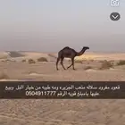 قعود سلالة متعب الجزيره