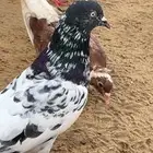 زوج باكستاني مشاء الله
