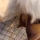 مشروكه تامه حليييب