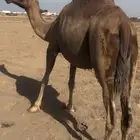 ناقة حمراء دهماء للون الفاخر في الحمر