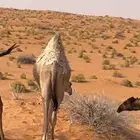 حاشي طيب بري على حليب امه