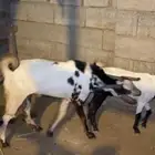 مشروع فحل جذعي
