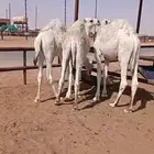 ثلاث قعدان قصب