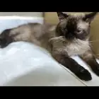 قطط تبني همليا