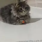 قط لتبني
