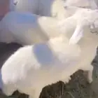 بهم كفو ذبايح 4 طليان و3 تيوس