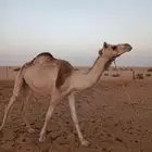 ثنيه هجن لقحه