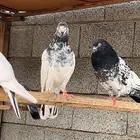 باكستاني تيدي