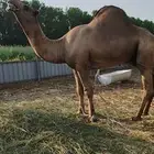حمل ساحلي اصل للبيع