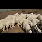 ذبايح حري