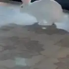 ارنب ذكر للبيع