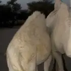 خلفه وضحاء للبيع