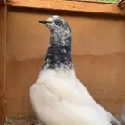 طبات باكستاني توب