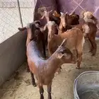 تيوس وعنقان لباني 3 شهور
