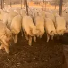رخال للبيع