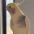 كروان مفقود حي الشرق المدينة