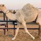قعود حاشي قصب