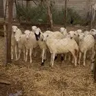 رخيل طيبه للبيع