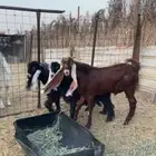 تيس مشروك للبيع عمره 8 شهور