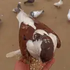 حمام شيرازي