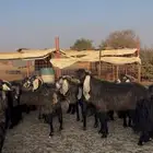 معزا عوارض متابيع