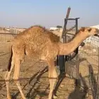 قعود للبيع