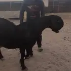 عنز جرم نادر