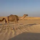عشراء معها بكره طيبه