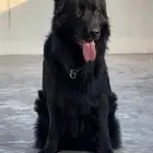 جيرمن شيبرد بلاك