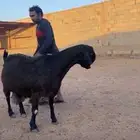 عنز جرم ناهي