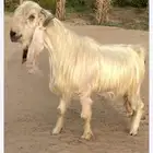 فحل عارضي ابيض بالاحساء