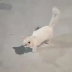 قط نوع شيرازي للتبني