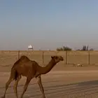 حواره طيبه