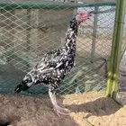 دجاجه باكستاني فوليا