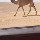للبيع بكره صفرا كفوو