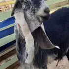 جذع عارضي معرف من حلال السعدون بالاحساء