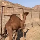 للبيع قعودين على الحليب